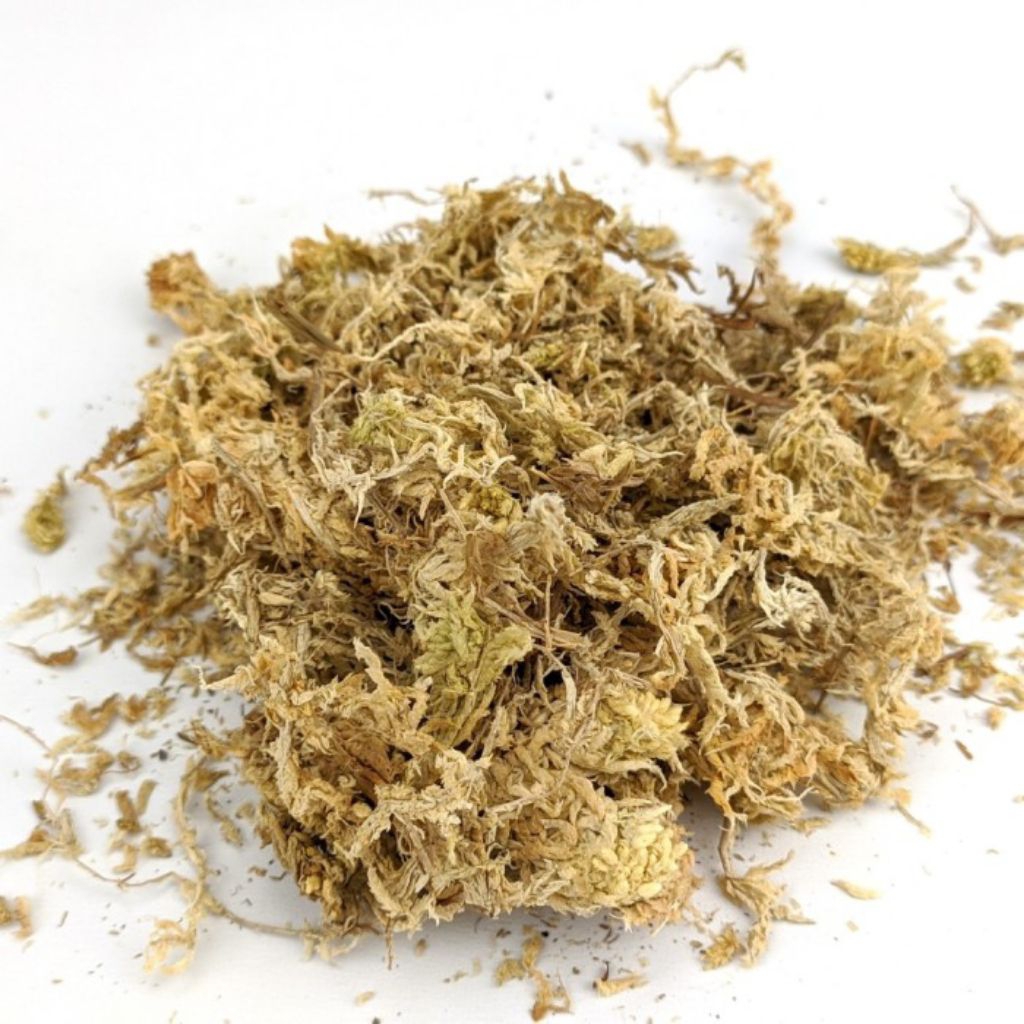 SPHAGNUM MOSS ANGGREK| LUMUT MEDIA TANAM kemasan 250gram lumut hidup hutan pinus