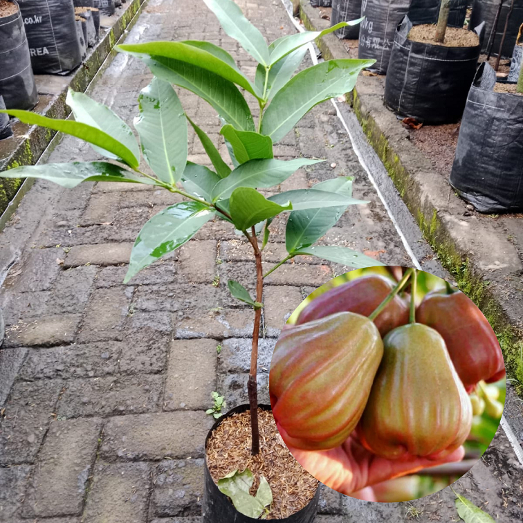 Bibit Buah Jambu Air King Rose| Bibit Buah| Jambu Air