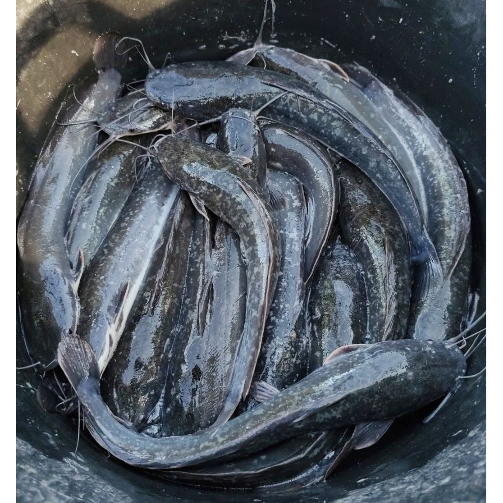 

Lele Segar Sudah Dibersihkan (1Kg isi 8 - 12)