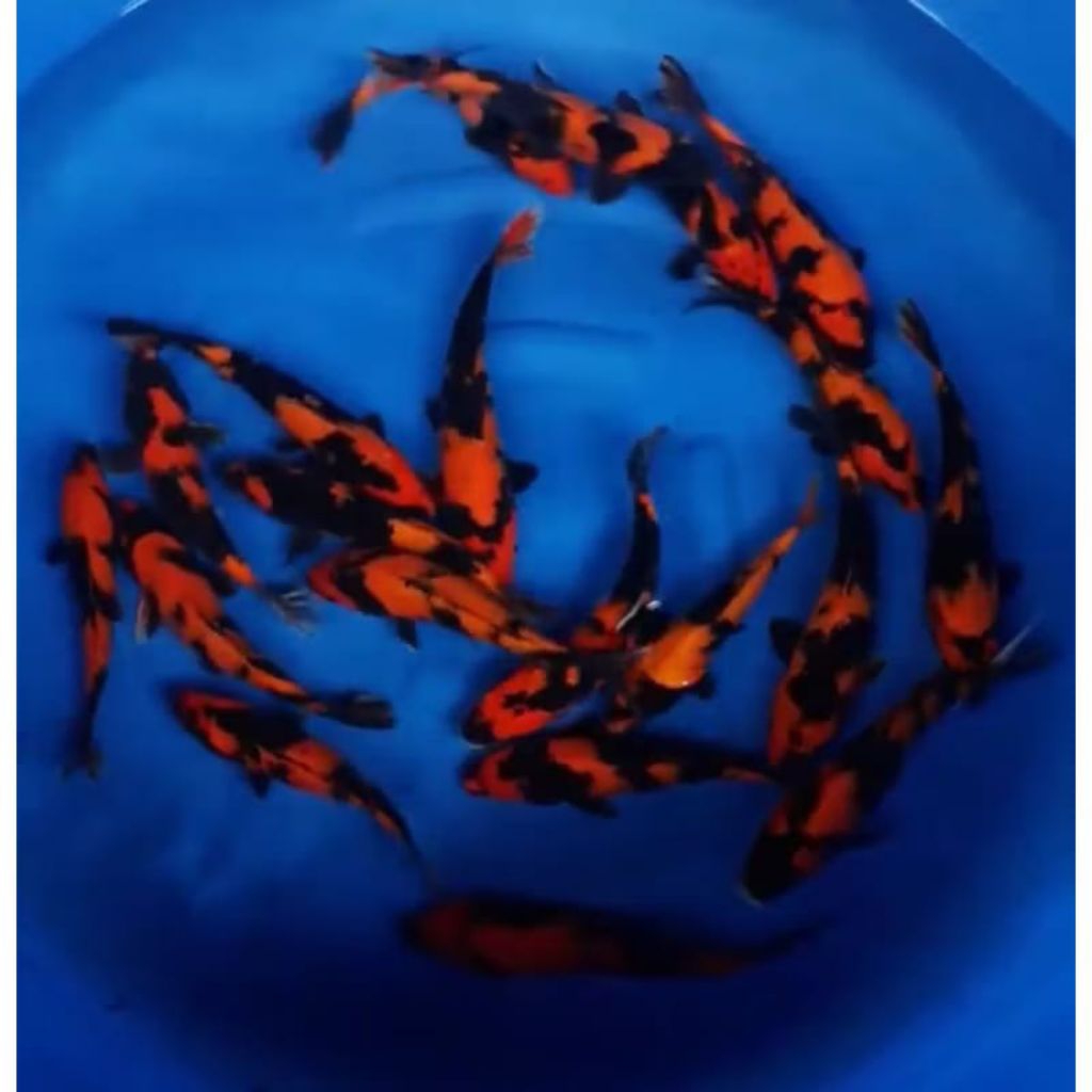 

Paket 6 ekor koi utsuri berkualitas