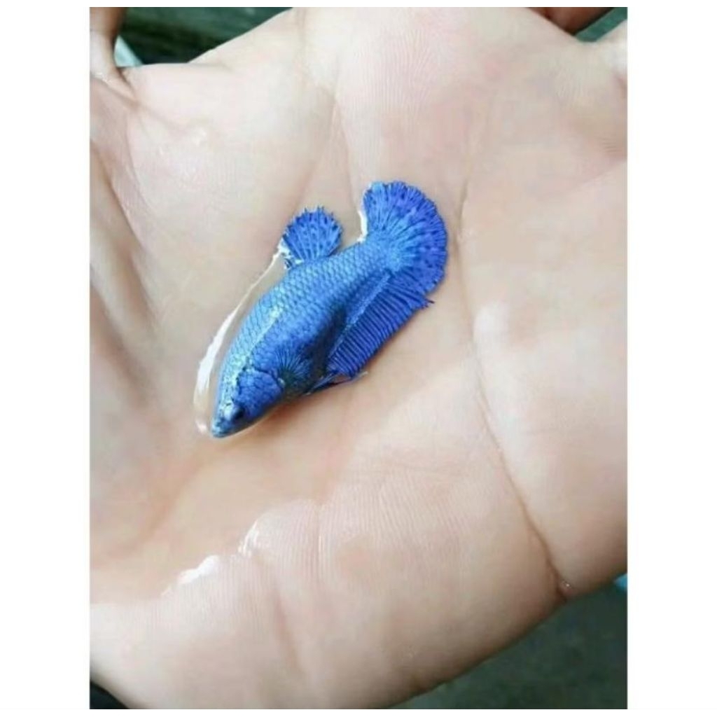 Betina Besgel ful telur