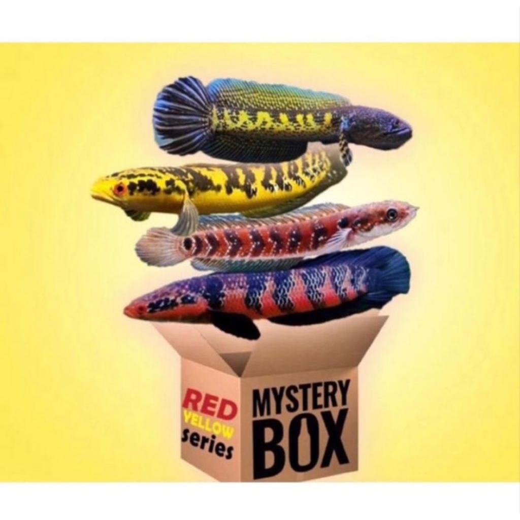 chana isi 1 jakpot Auranti & barca