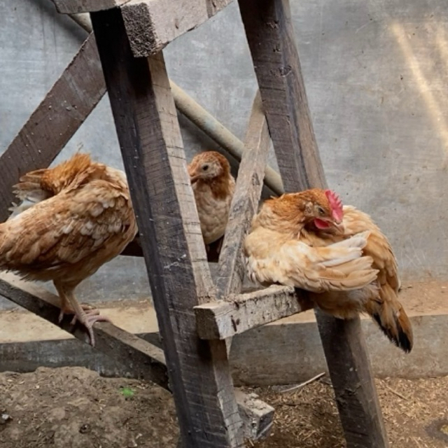

Telur fertil ayam Elba