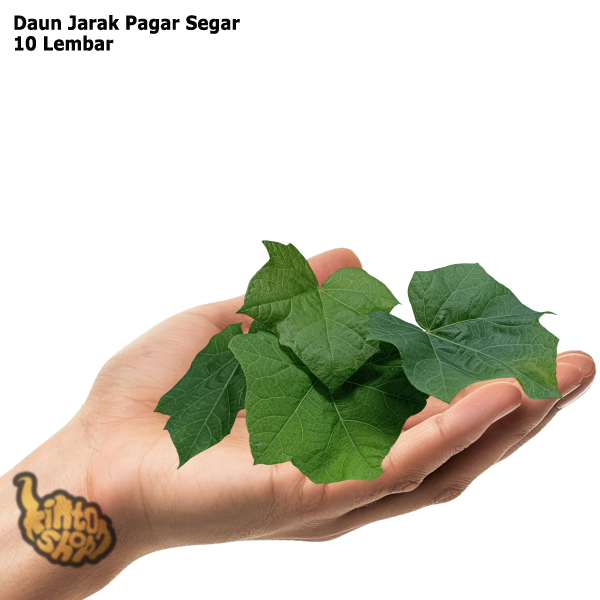 

Daun Jarak Pagar 10 Lembar