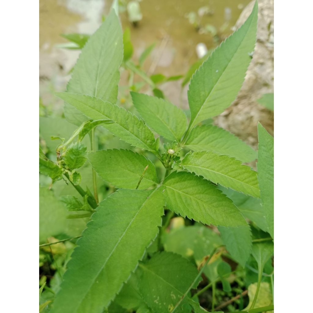 

Daun haruga segar /500 gr