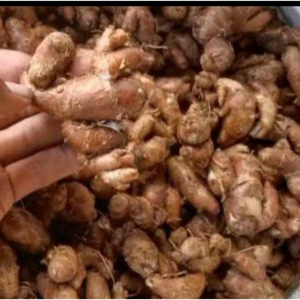 

kencur fresh segar 250 gram
