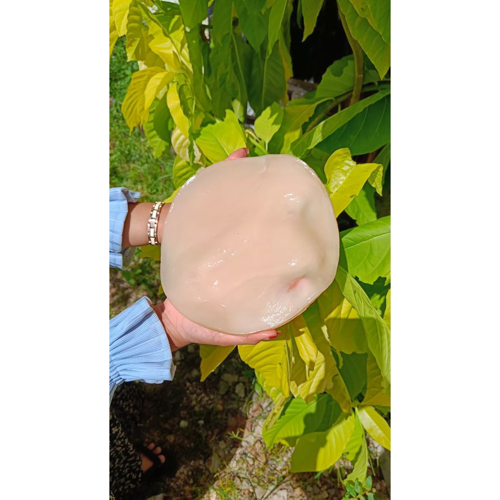 

KOMBUCHA SCOBY JUMBO FREE STARTER