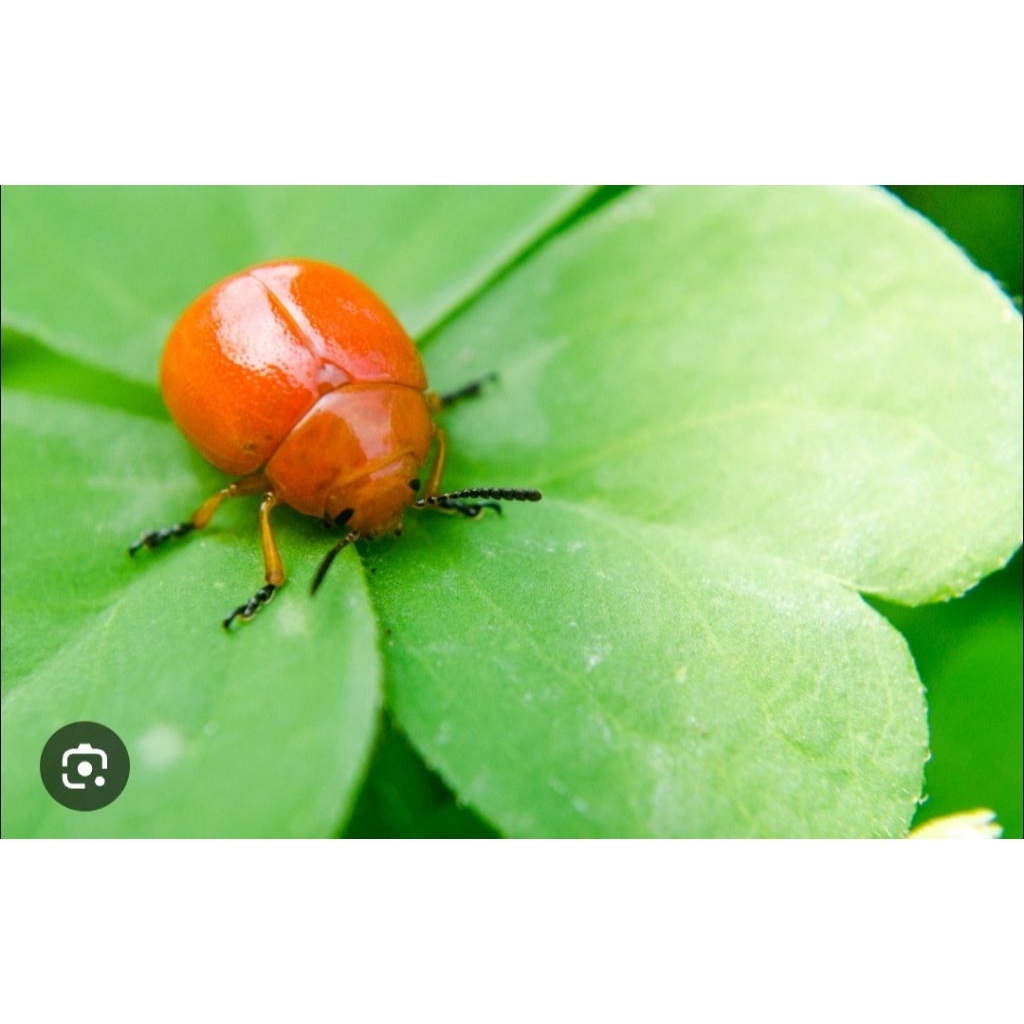 kepik orange/ kepik talas 2 ekor