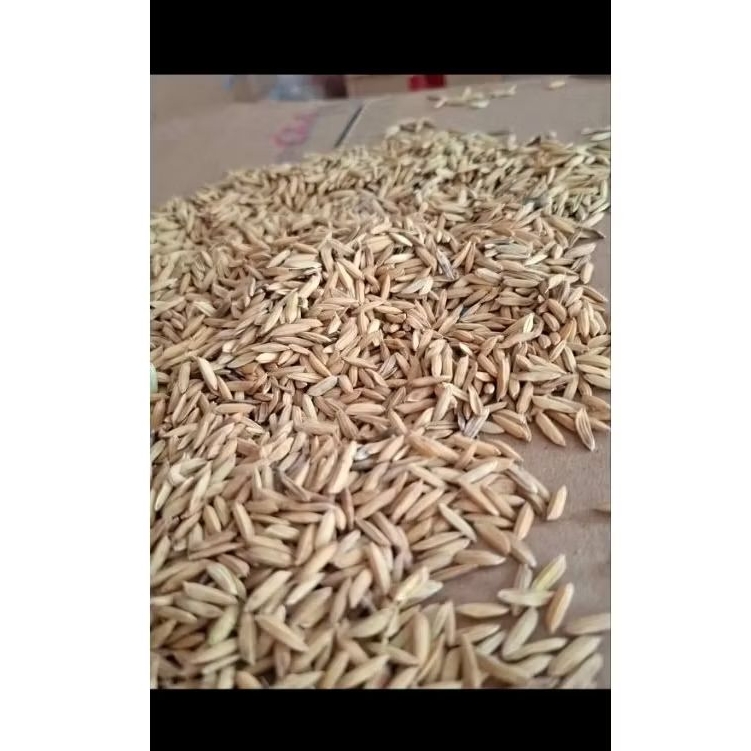 gabah padi kering pakan ternak