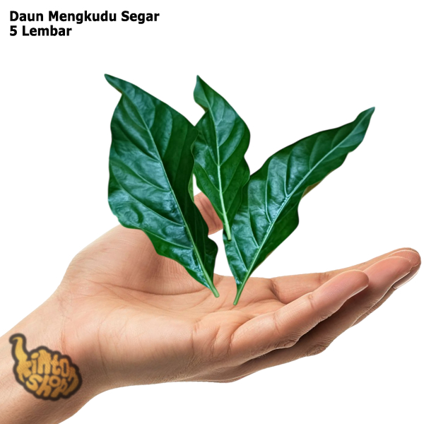 

Daun Mengkudu Segar 5 Lembar