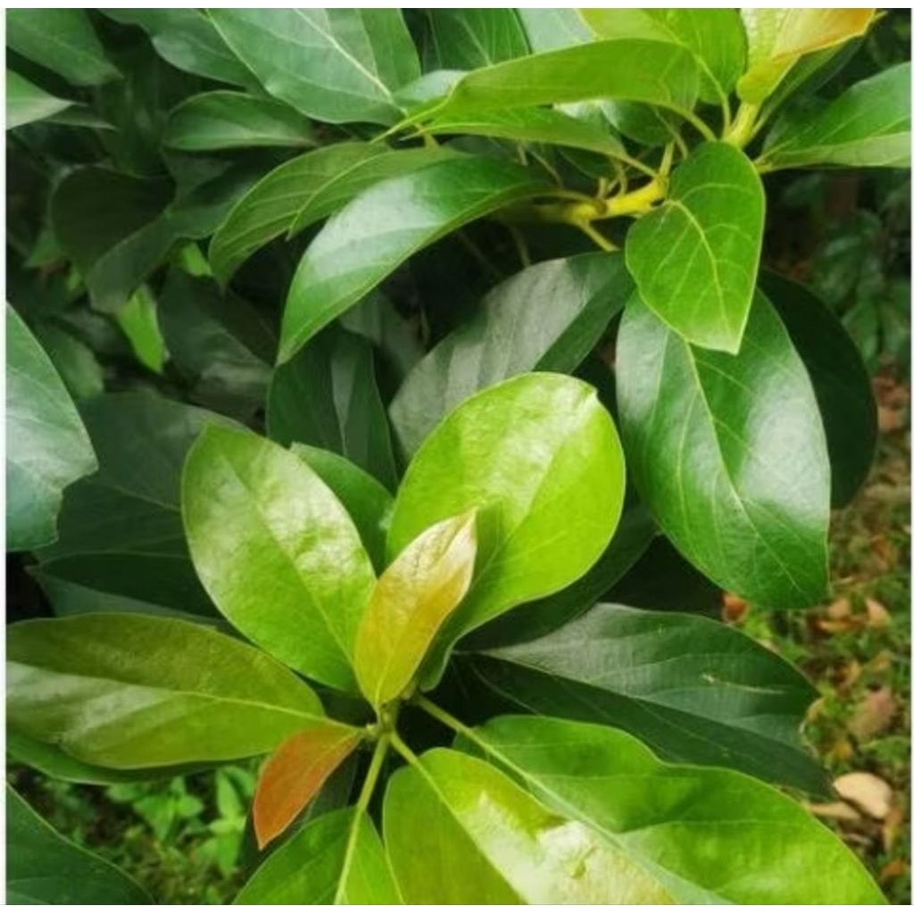 

Daun alpukat untuk obat kesehatan 100 lembar