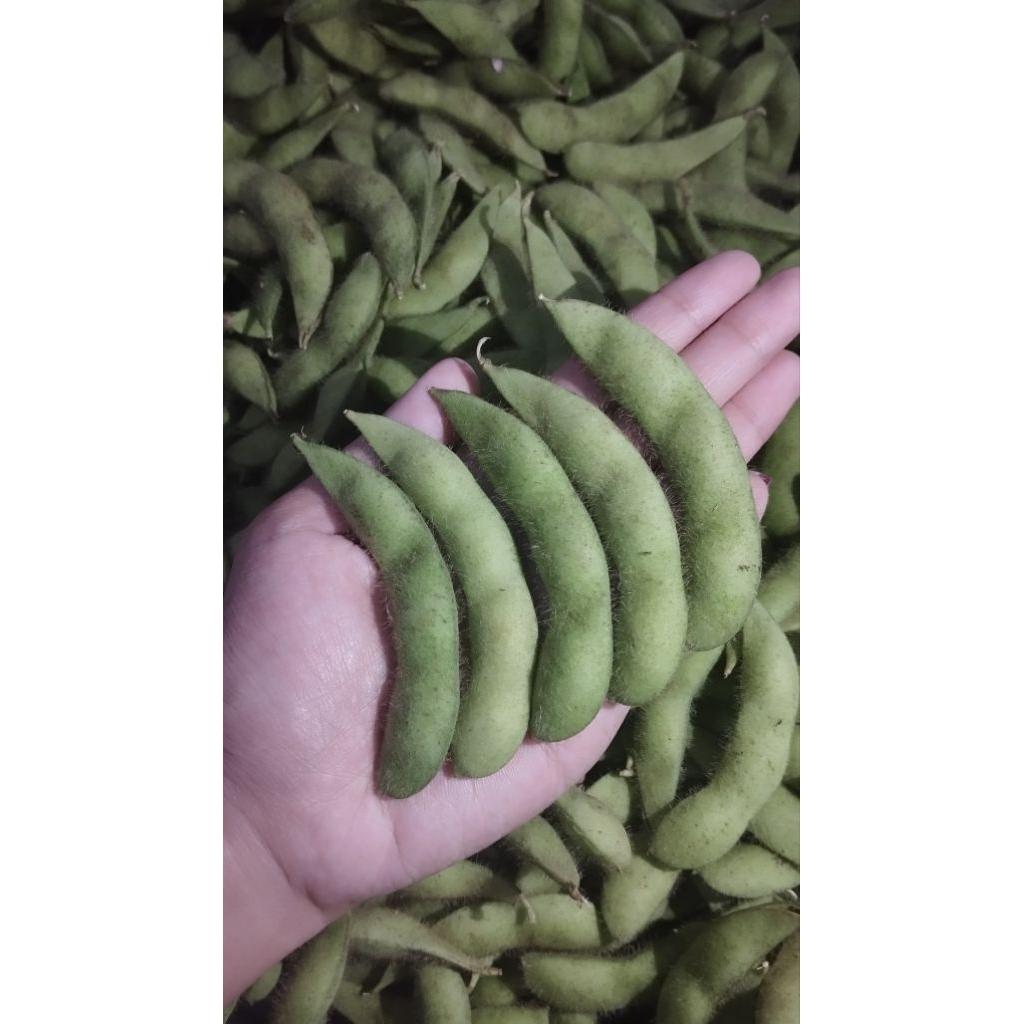 

EDAMAME FRESH || Kedelai Cemilan Jepang || 1Kg (Mentah)