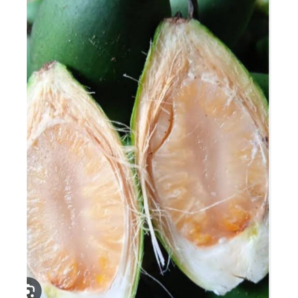 

buah pinang muda 1kg