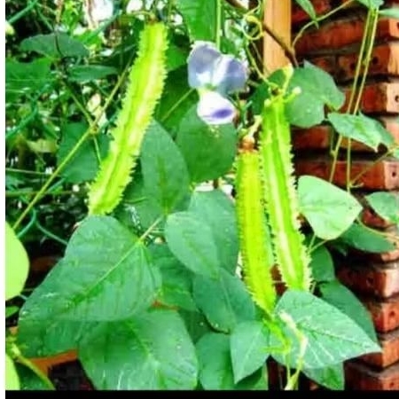 

sayur kecipir fresh langsung di petik dari kebun 1kg