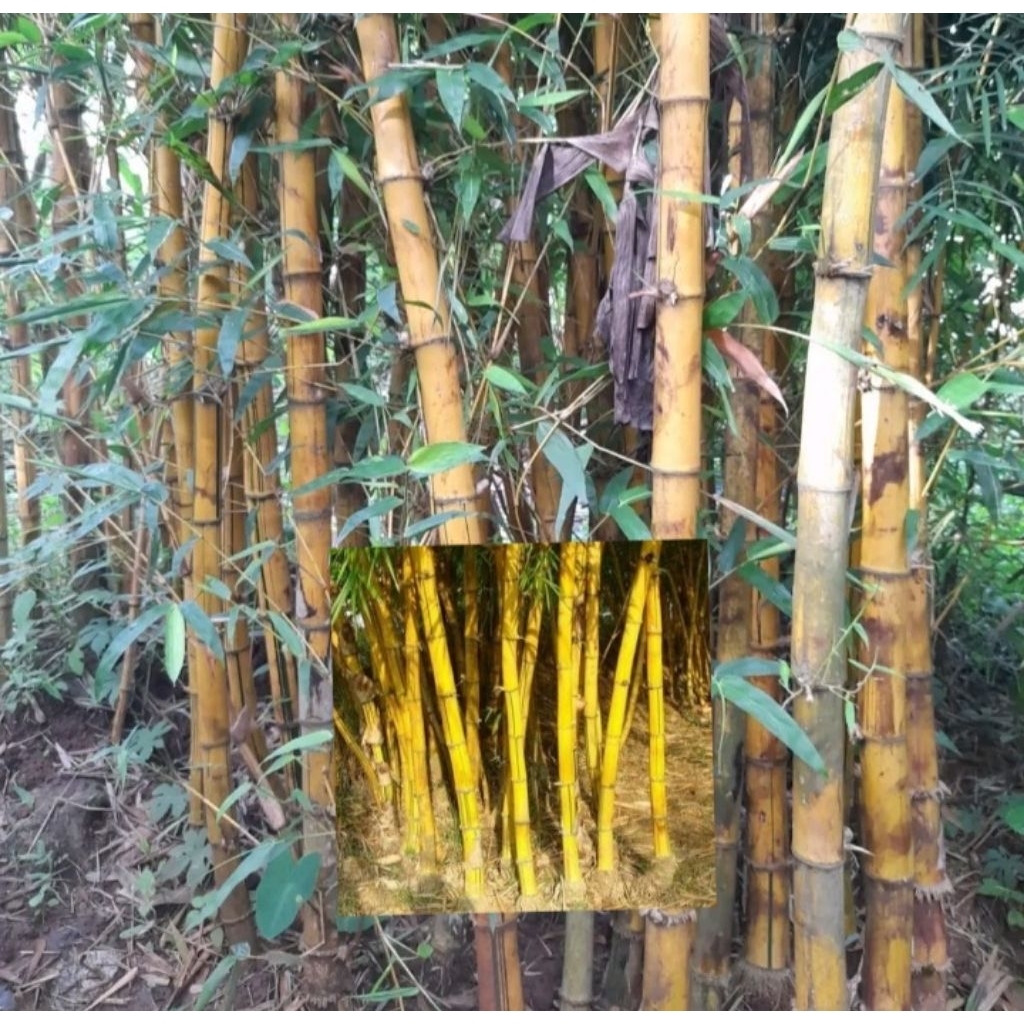 bambu kuning ampel bambu kampung tinggi 2 meter