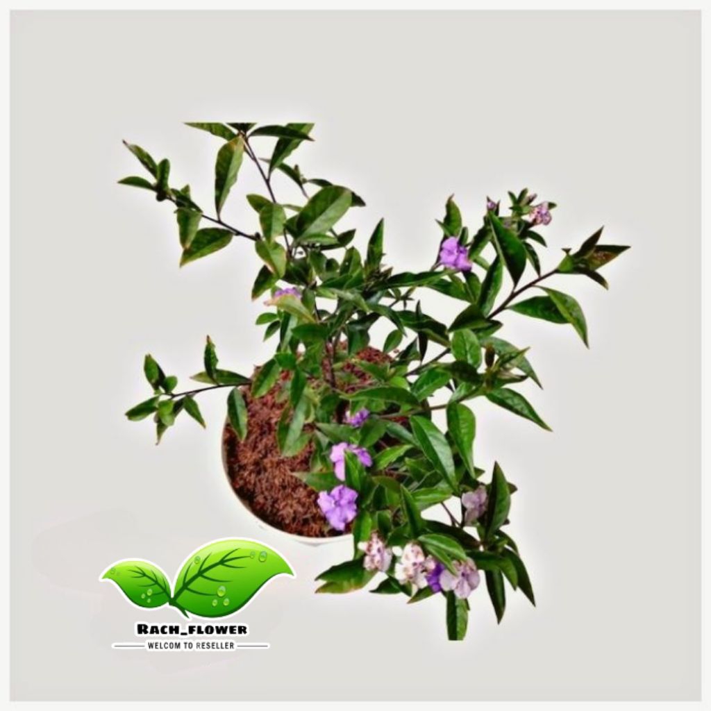 Tanaman hias Melati Costa - bunga melati Costa