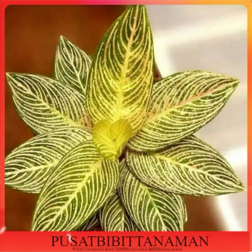 bibit bonggol Aglonema golden hope