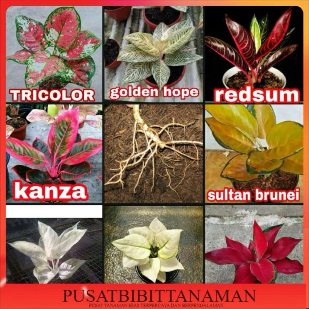 promo paket 8 bibit bonggol Aglonema