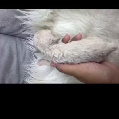 Poodle super Tiny siap kirim