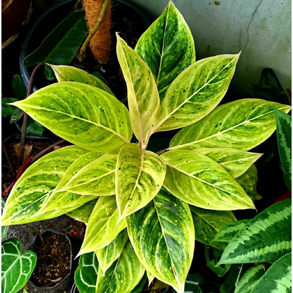 Aglonema White Lipstik Emerald Dragon