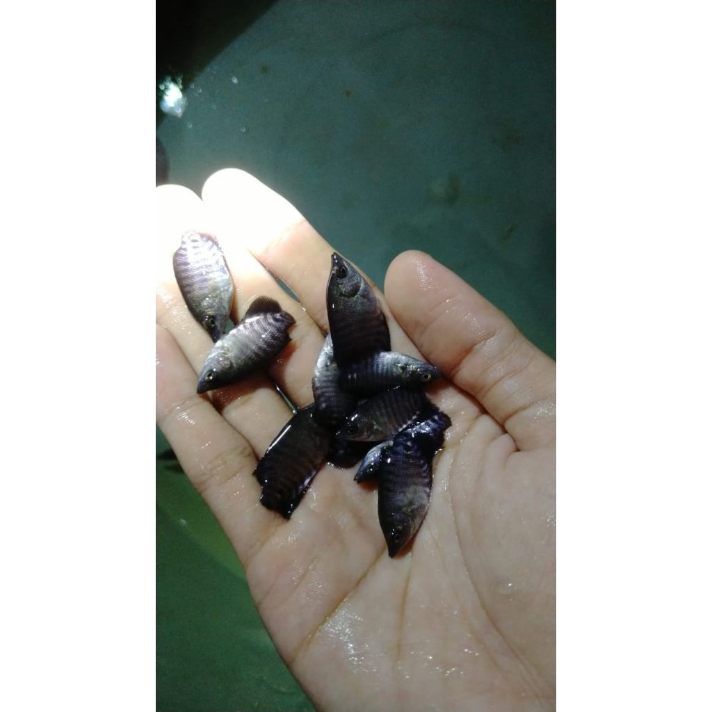 Ready stock bibit ikan gurame ukuran nguku paket isi 100 ekor