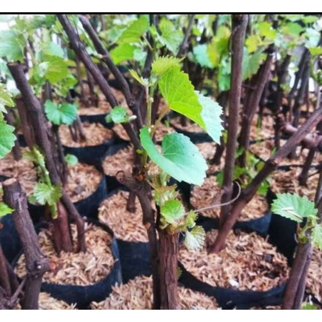 

PROMO!! PAKET 4 BIBIT BUAH ANGGUR MURAH