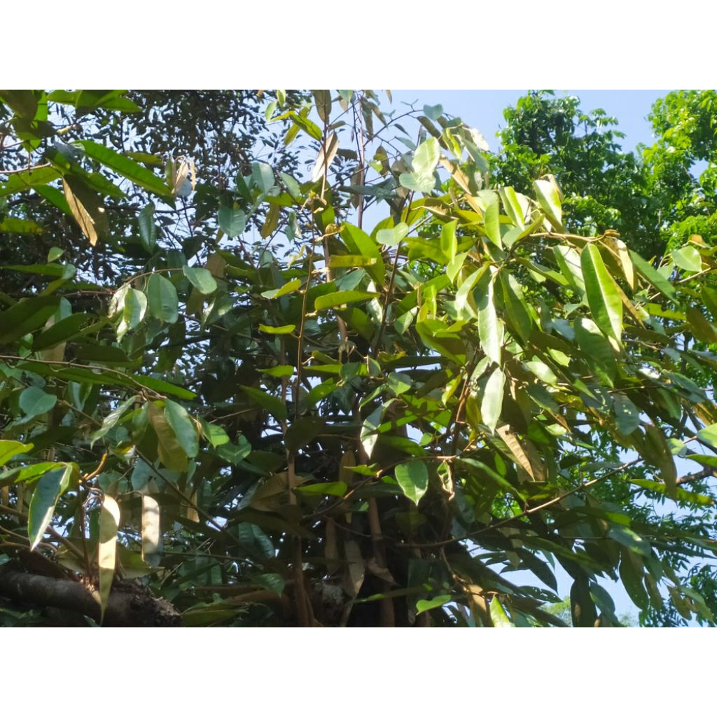 

daun durian segar(100 lembar)