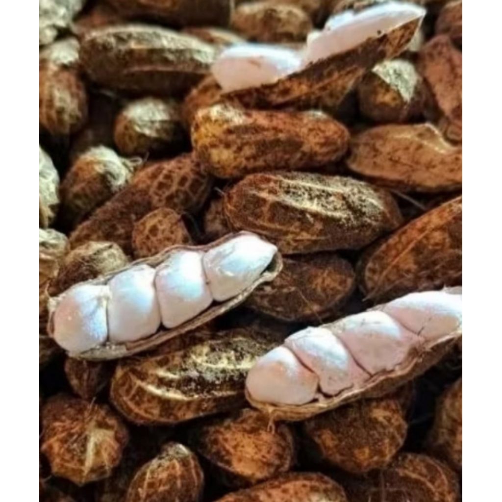

kacang tanah 1000grn