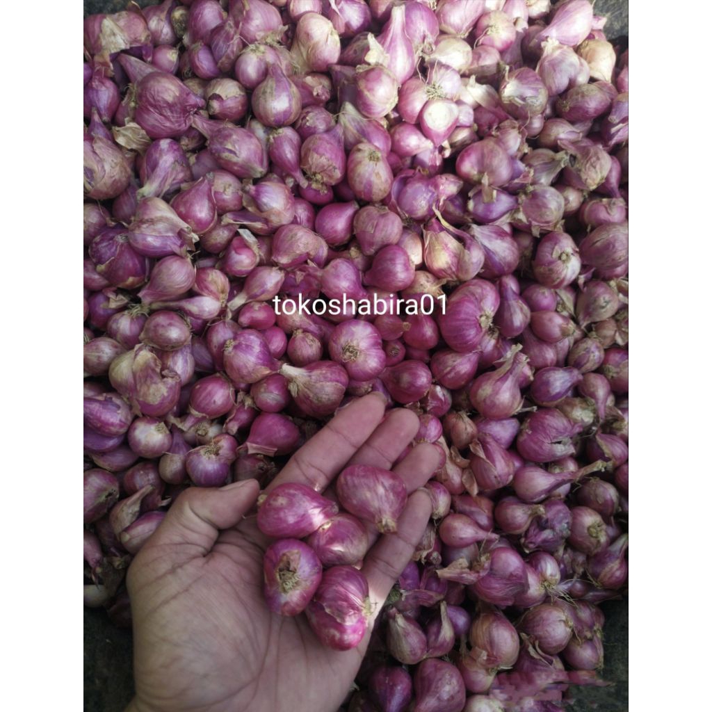 

BAWANG MERAH BREBES TERMURAH KERING 1Kg BESAR TANGGUNG