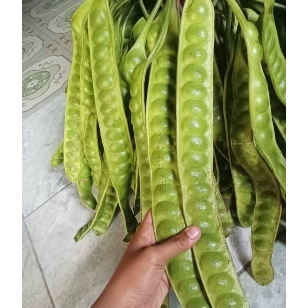 

per 10 papan pete padi super pilihan..feres baru petik