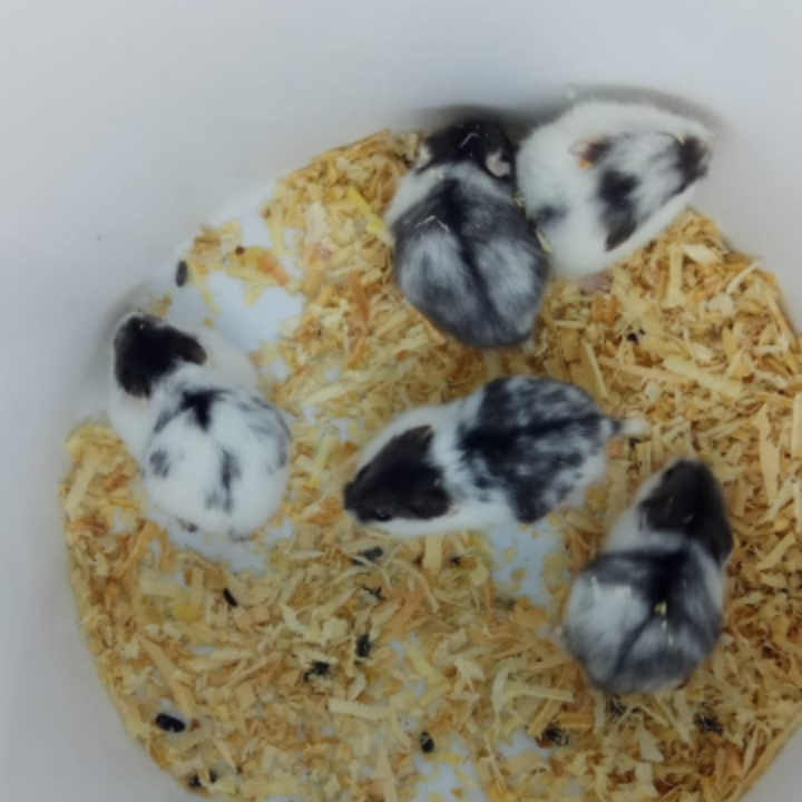 SEPASANG HAMSTER JANTAN BETINA CHAMPBELL PANDA / HAMSTER PANDA INDUKAN