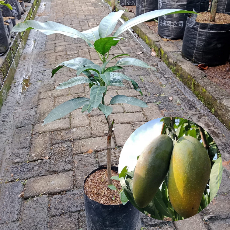Bibit Buah Mangga Kiojay |Buah Mangga |Bibit Buah
