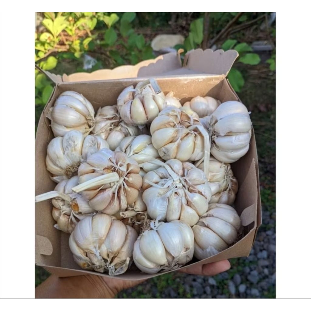 

OS BAWANG PUTIH SUPER SEGAR 500GRM