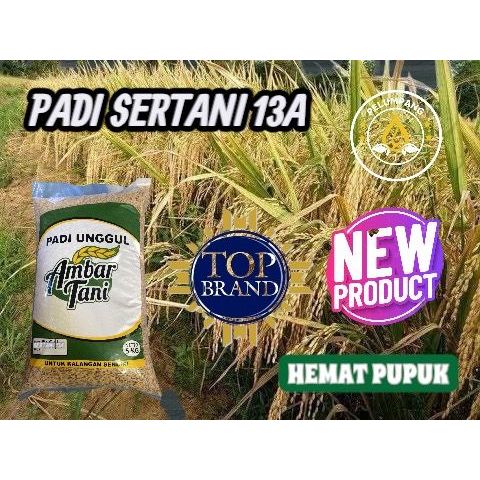 BIBIT BENIH PADI SERTANI 13A