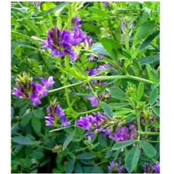 Benih Bibit Biji Alfalfa Grass Alfalfa Hay Makanan Kelinci Rumput Alfalfa 20 BIJI