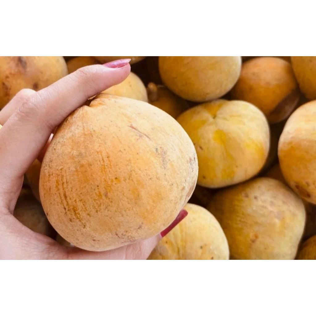 

boh setuy/buah kecapi