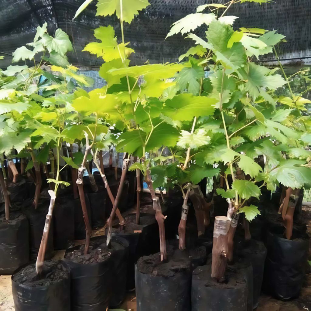 

BIBIT ANGGUR IMPORT OKULASI