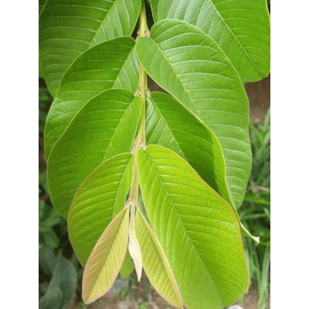 

daun jambu biji segar baru petik pekarangan