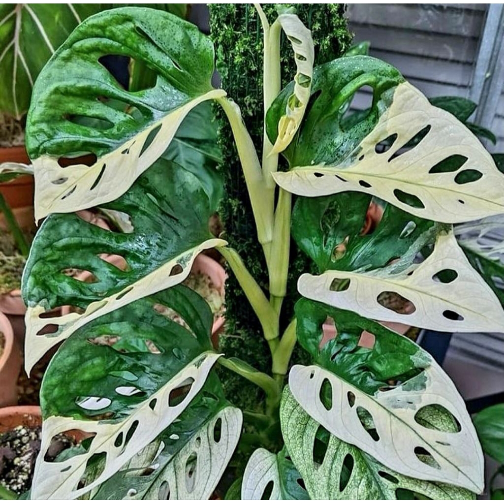 Tanaman hias Halfmoon adansoni monstera / monstera varigata / Florist Nursery