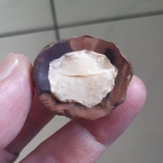 Kemiri Adu Muncang Adu Jalim Kebo Ori Size Besar