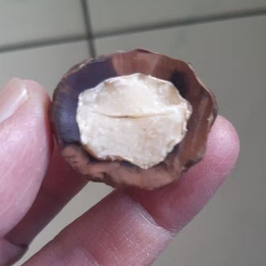 Kemiri Adu Muncang Adu Jalim Kebo Ori Full Tua