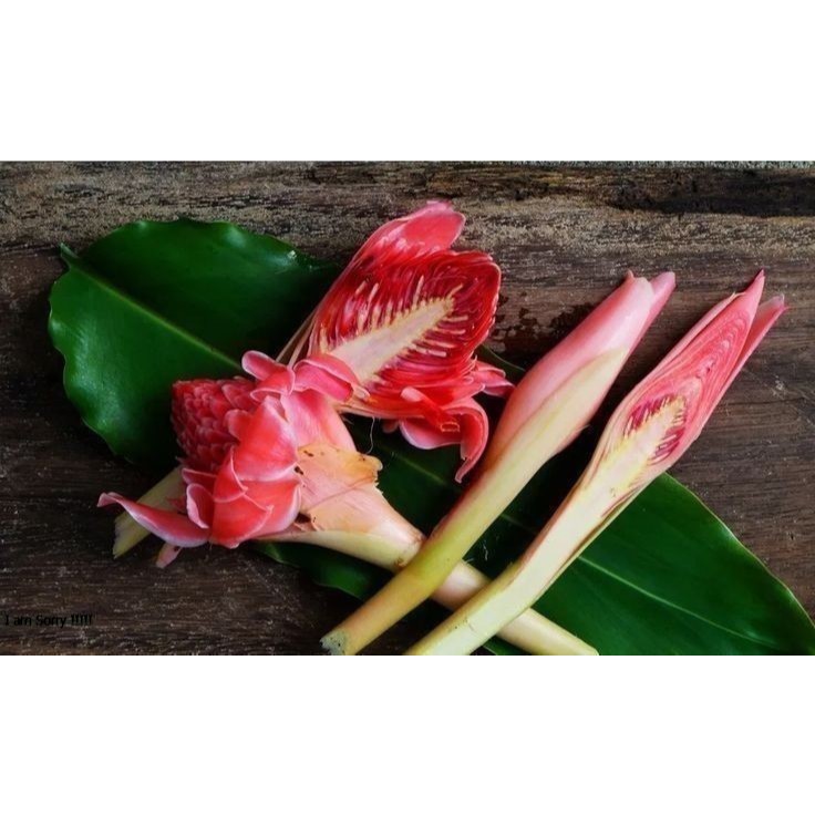 

bunga kecomrang sudah mekar dan belum mekar 100 gram