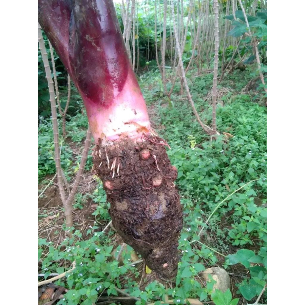 

UMBI TALES MERAH KILOAN MURAH MERIAH