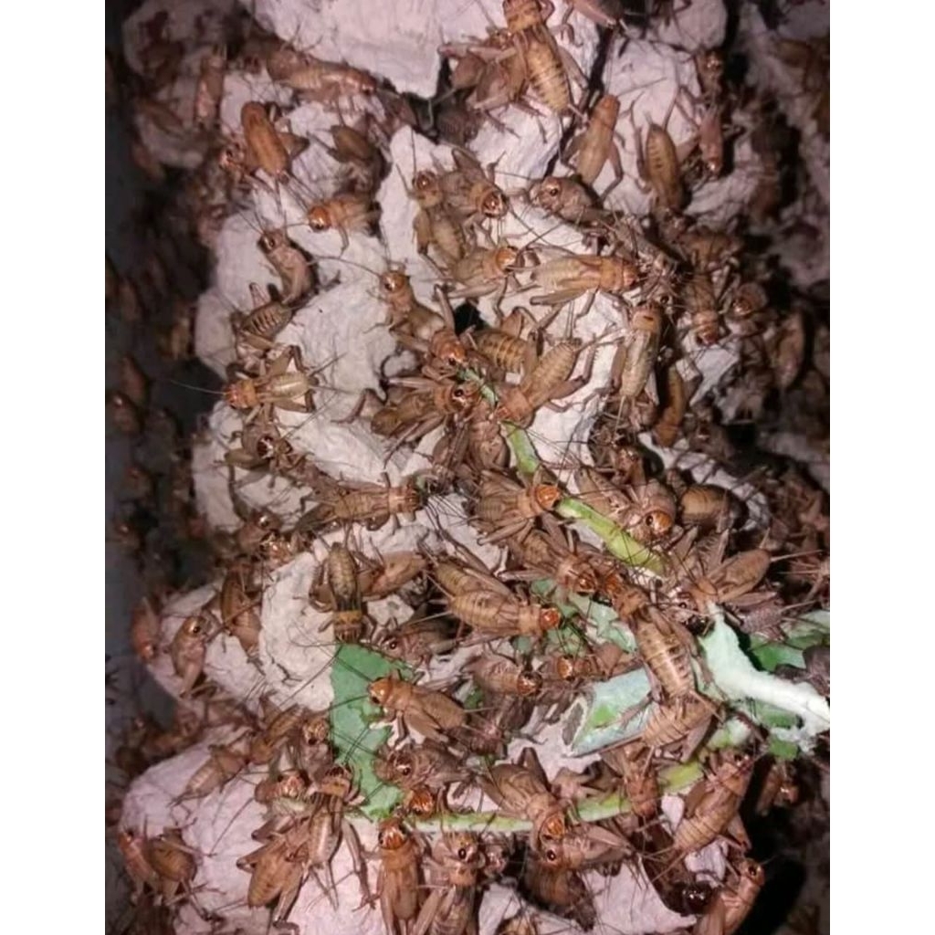 telur jangkrik madu kunyit