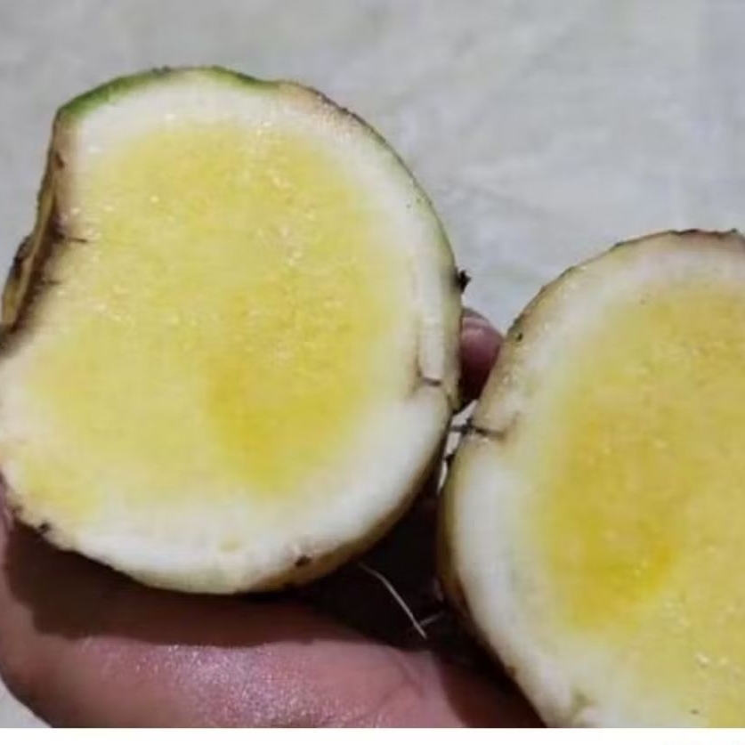 

umbi talas beneng talas kuning