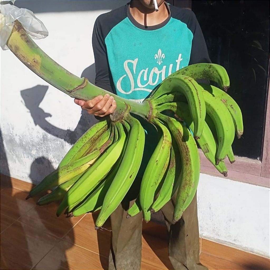 

Pisang tanduk madu super /tandan