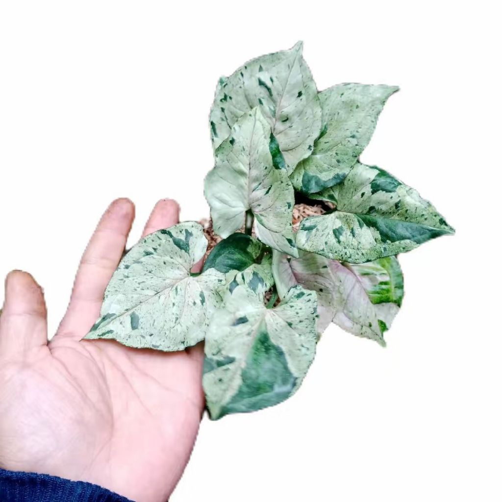 Syngonium green splash / Bibit syngonium green splash / tanaman hias syngonium green splash