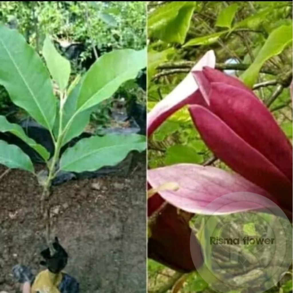 POHON BUNGA KANTIL MERAH ASLI / TANAMAN HIAS KANTIL BUNGA MERAH