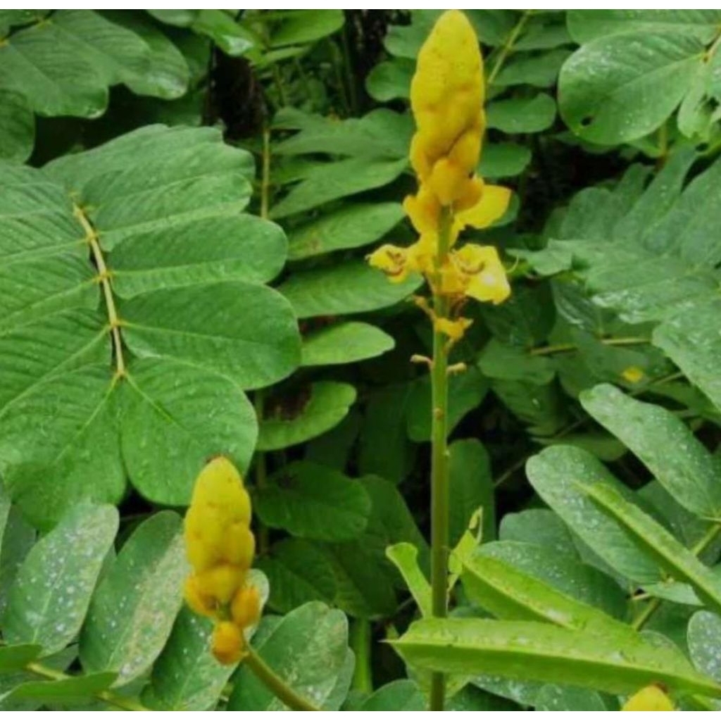

daun ketepeng 500 gram.dapat banyak. untuk ecoprint, untuk obat gatal