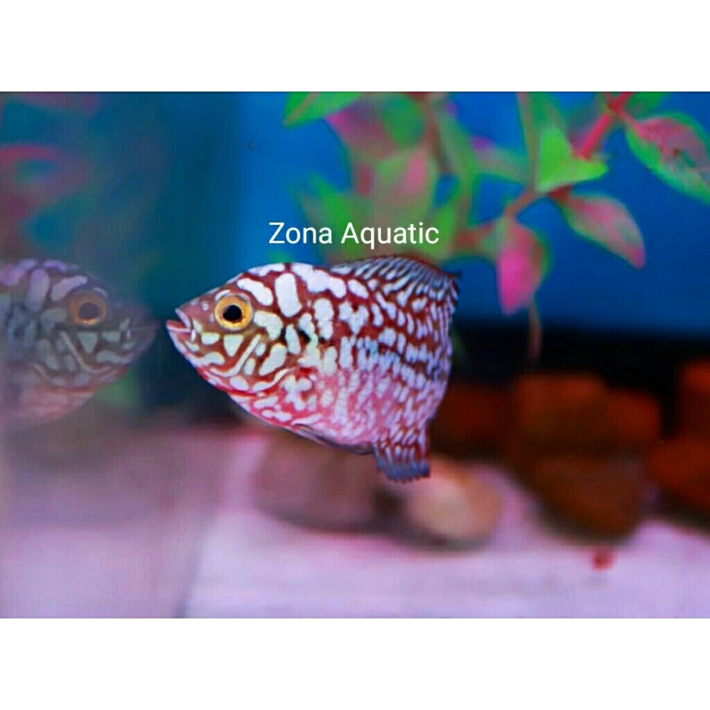 ZONA VVIP RED LIONG KING KAMFA F2 PROGRES JANTAN